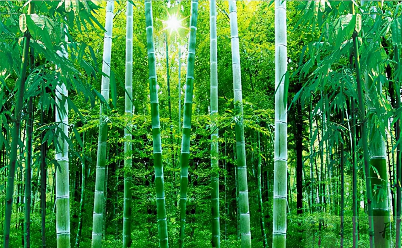 抗军旗能进行营吗_军旗怎么抗_抗军旗可以吃子吗