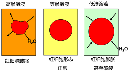 神仙道高清重制版武力_神仙道高清重制版开服_神仙道高清重制版伙伴