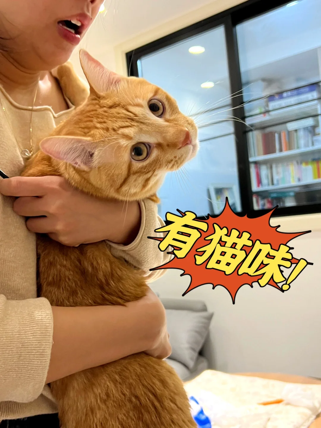 小猫身上尿骚味_小猫身上尿骚味重怎么办_小猫身上尿骚味重